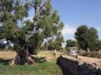 Puglia05_SSDomenico_127.jpg (76kb)
